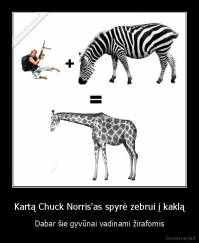 Kartą Chuck Norris'as spyrė zebrui į kaklą - Dabar šie gyvūnai vadinami žirafomis