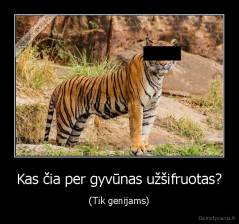 Kas čia per gyvūnas užšifruotas? - (Tik genijams)