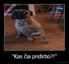 "Kas čia pridirbo?!" - 