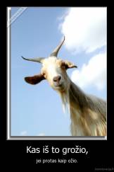 Kas iš to grožio, - jei protas kaip ožio.