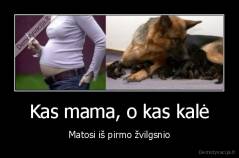 Kas mama, o kas kalė - Matosi iš pirmo žvilgsnio