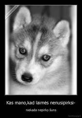 Kas mano,kad laimės nenusipirksi- - niekada nepirko šuns