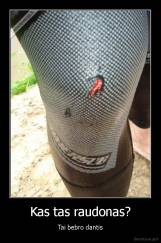 Kas tas raudonas? - Tai bebro dantis