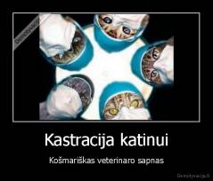 Kastracija katinui - Košmariškas veterinaro sapnas
