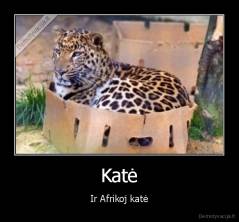 Katė - Ir Afrikoj katė