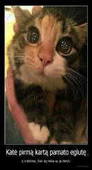 Katė pirmą kartą pamato eglutę - ir, matomai, žino ką reikia su ja daryti.