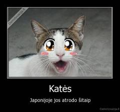 Katės - Japonijoje jos atrodo šitaip