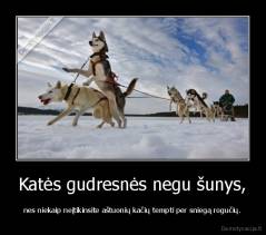 Katės gudresnės negu šunys, - nes niekaip neįtikinsite aštuonių kačių tempti per sniegą rogučių.
