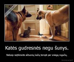 Katės gudresnės negu šunys. - Niekaip neįtikinsite aštuonių kačių tempti per sniegą rogučių.