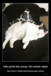 Katės gyvena tokiu principu: Ėsti nusibodo miegoti - Eigos tvarka ir kablelis pasirenkamas pagal nuotaiką