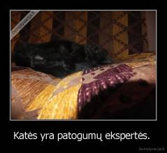 Katės yra patogumų ekspertės.  - 