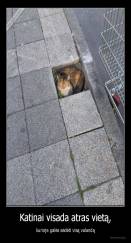 Katinai visada atras vietą, - kurioje galės sėdėti visą valandą