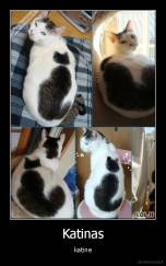 Katinas - katine