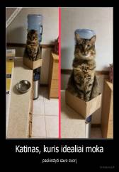 Katinas, kuris idealiai moka - paskirstyti savo svorį