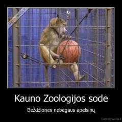 Kauno Zoologijos sode - Beždžiones nebegaus apelsinų