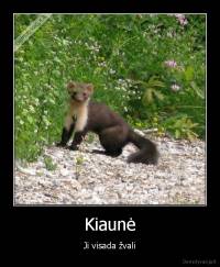 Kiaunė - Ji visada žvali