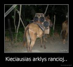 Kieciausias arklys rancioj.. - 