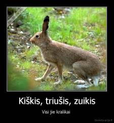 Kiškis, triušis, zuikis - Visi jie kralikai 