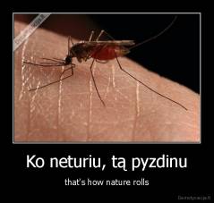 Ko neturiu, tą pyzdinu - that's how nature rolls
