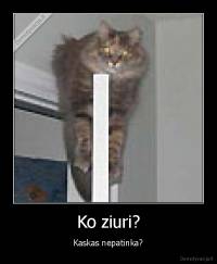 Ko ziuri? - Kaskas nepatinka?
