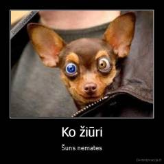 Ko žiūri - Šuns nemates