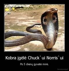 Kobra įgėlė Chuck`ui Norris`ui - Po 5 dienų gyvatė mirė.