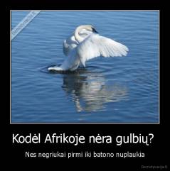 Kodėl Afrikoje nėra gulbių?  - Nes negriukai pirmi iki batono nuplaukia