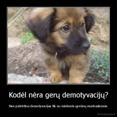 Kodėl nėra gerų demotyvacijų? - Nes patvirtina demotyvacijas tik su mielomis gyvūnų nuotraukomis