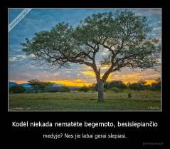 Kodėl niekada nematėte begemoto, besislepiančio - medyje? Nes jie labai gerai slepiasi.