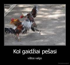 Kol gaidžiai pešasi - vištos valgo