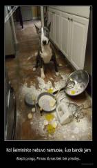 Kol šeimininko nebuvo namuose, šuo bandė jam - iškepti pyragą. Pirmas blynas šiek tiek prisvilęs..