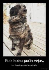 Kuo labiau pučia vėjas, - tuo išmintingesnis šuo atrodo.