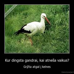 Kur dingsta gandrai, kai atneša vaikus? - Grįžta atgal į kelnes