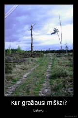 Kur gražiausi miškai? - Lietuvoj