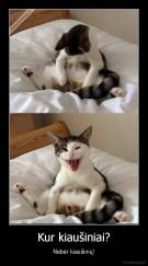 Kur kiaušiniai? - Nebėr kiaušinių!