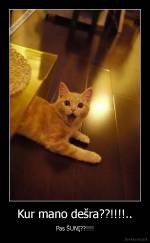 Kur mano dešra??!!!!.. - Pas ŠUNĮ??!!!!