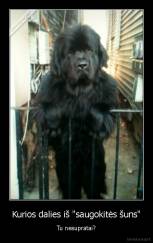 Kurios dalies iš "saugokitės šuns" - Tu nesupratai?