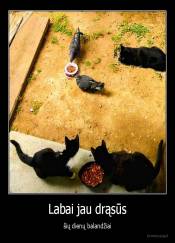 Labai jau drąsūs - šių dienų balandžiai