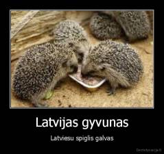Latvijas gyvunas - Latviesu spiglis galvas
