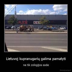 Lietuvoj kupranugarių galima pamatyti - ne tik zologijos sode