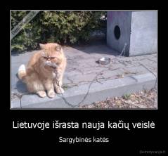Lietuvoje išrasta nauja kačių veislė - Sargybinės katės