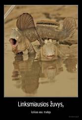 Linksmiausios žuvys, - kokias esu matęs