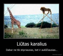 Liūtas karalius - Dabar ne tik stipriausias, bet ir aukščiausias...