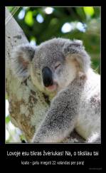 Lovoje esu tikras žvėriukas! Na, o tiksliau tai - koala - galiu miegoti 22 valandas per parą!