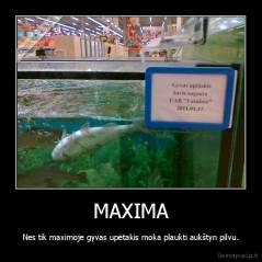 MAXIMA - Nes tik maximoje gyvas upėtakis moka plaukti aukštyn pilvu.