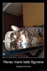 Manau mano katė išgyvena - Egzistencinę krizę