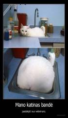 Mano katinas bandė - pasislėpti nuo veterinaro.