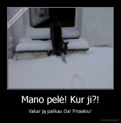Mano pelė! Kur ji?! - Vakar ją palikau čia! Prisiekiu!