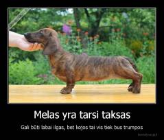 Melas yra tarsi taksas - Gali būti labai ilgas, bet kojos tai vis tiek bus trumpos