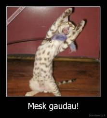 Mesk gaudau! - 
